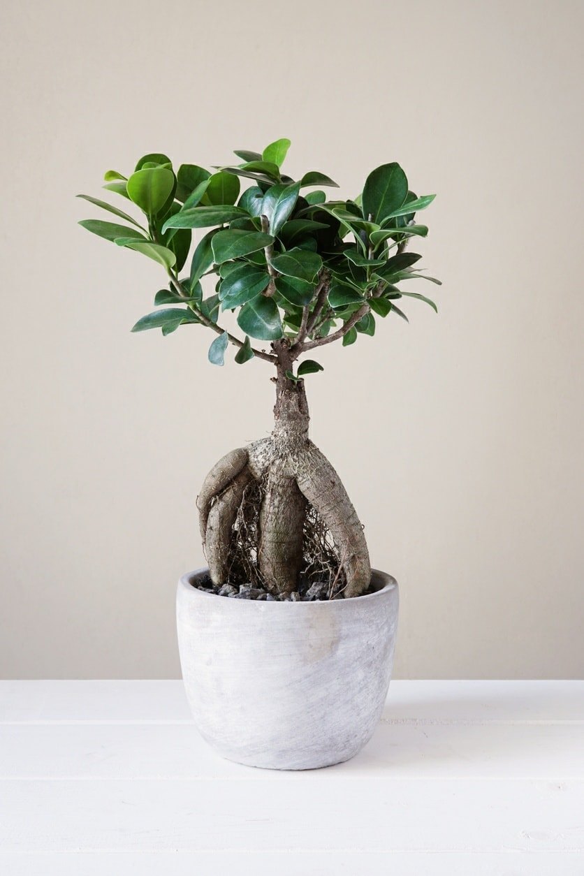 japan bonsai