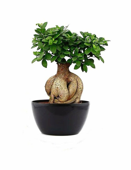 japan bonsai