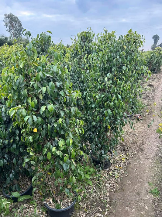 فيكاس بنجامينا