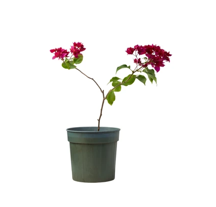 جهنمية بلدي