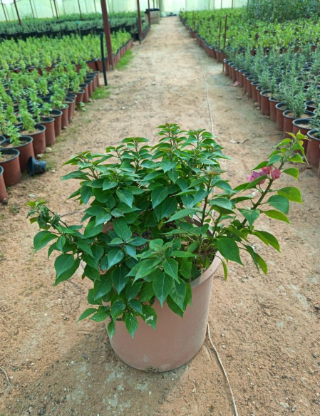 جهنمية قزمي