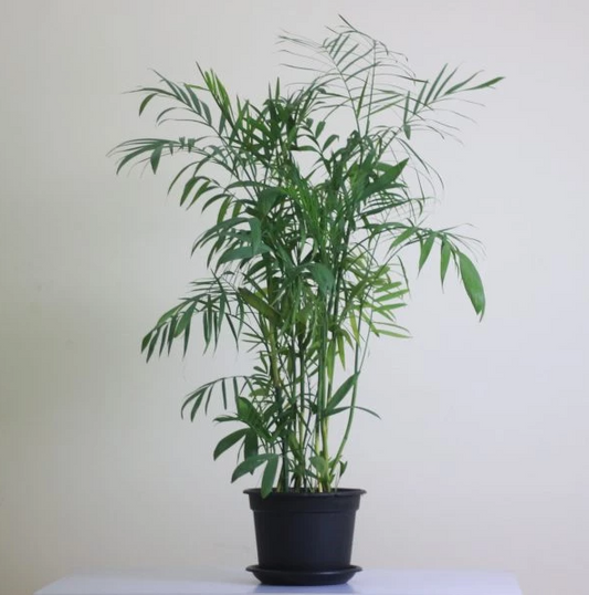 شمادوريا خارجي