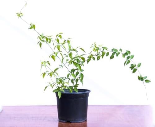 ياسمين بلدي