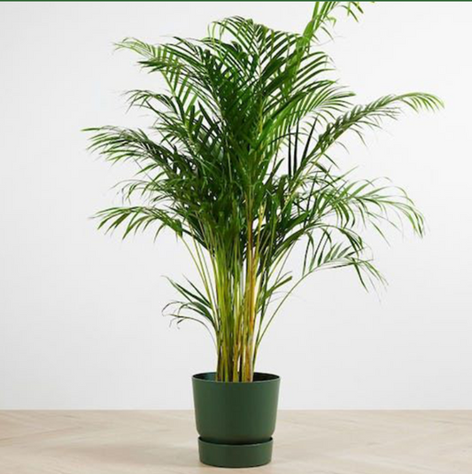 اريكا خارجي