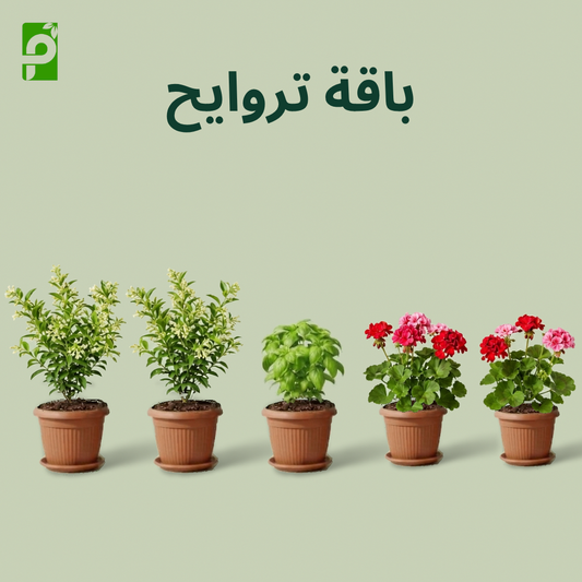 باقة تراويح (مسك الليل, ريحان, الجارونيا)