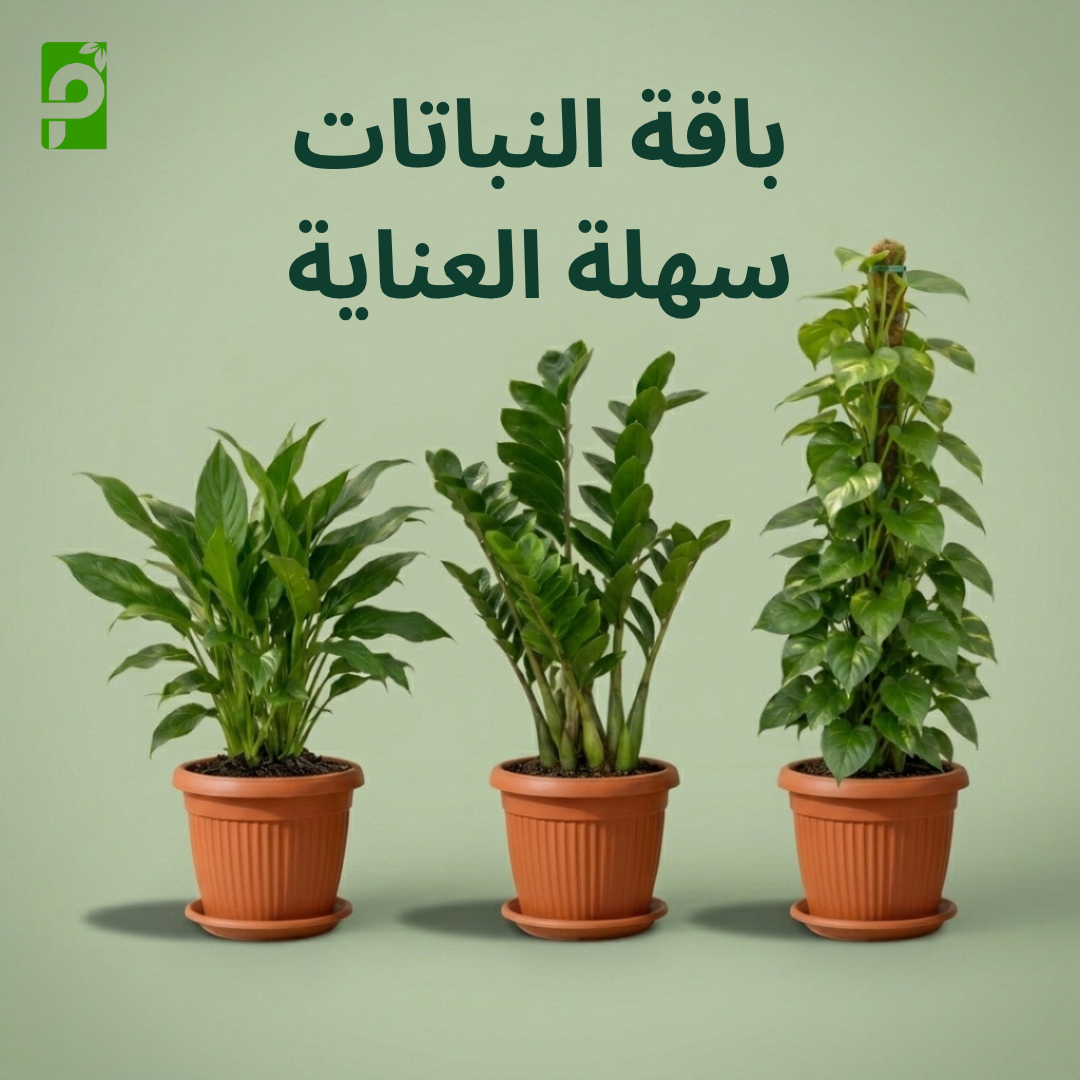 باقة النباتات سهلة العناية (الأجلونيما, البوتس, الزاميا)