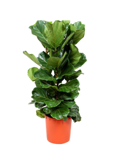 باقة الهدايا