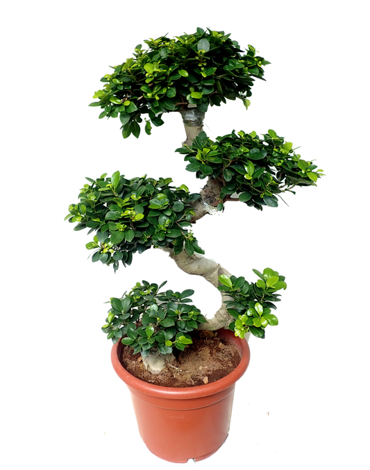bonsai S