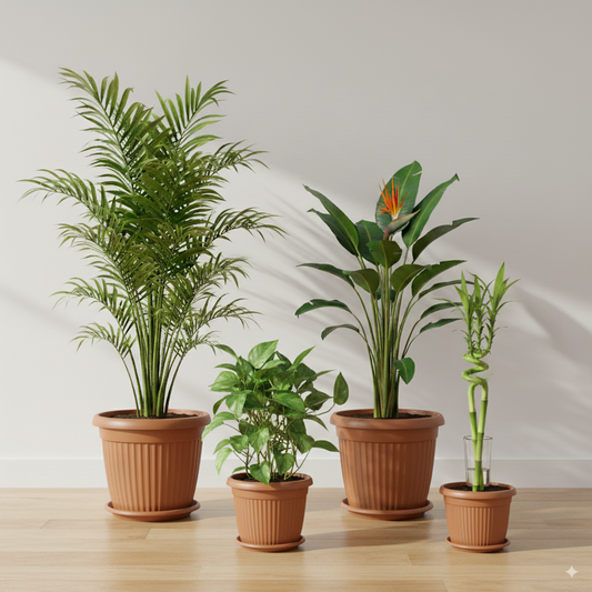 باقة كلاسيك للنباتات الداخلية