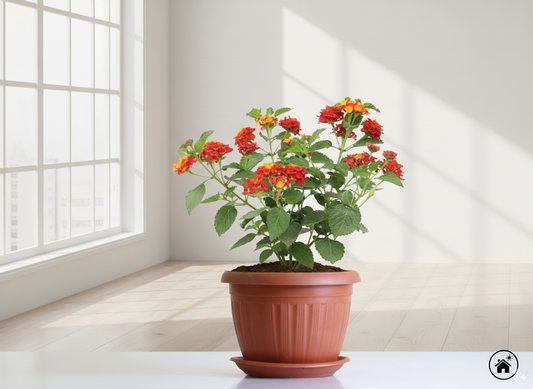 لانتانا كمارا