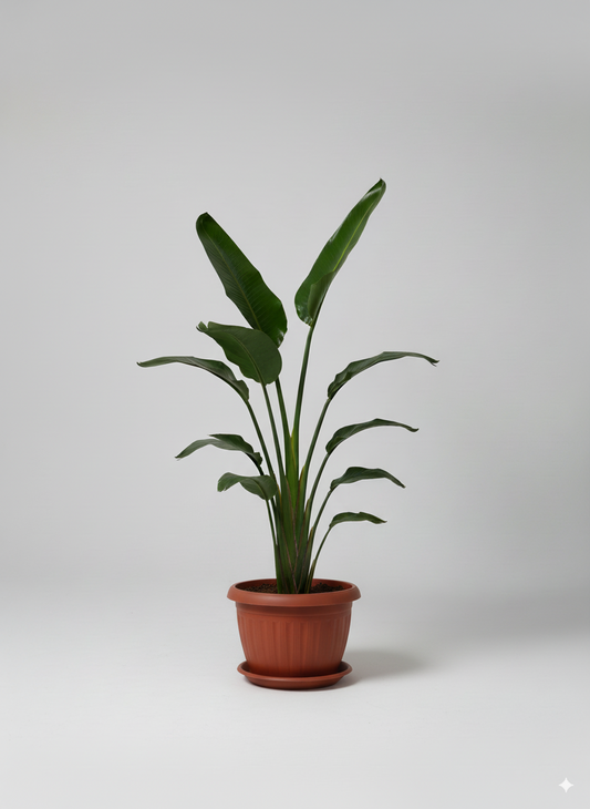 اوجستا داخلي