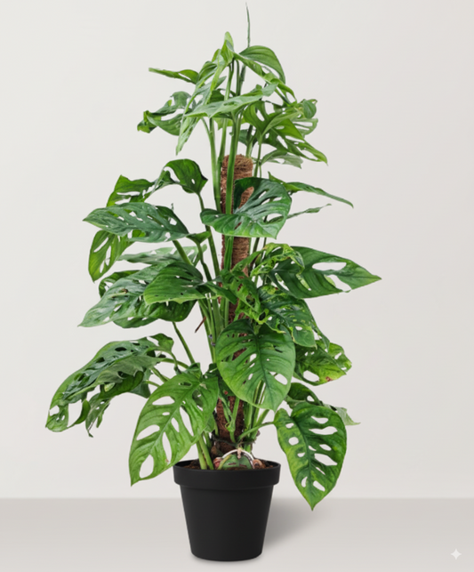 مونستيرا ( القفص الصدري )