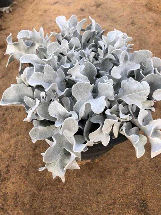 زناريا ( شيرانيا )