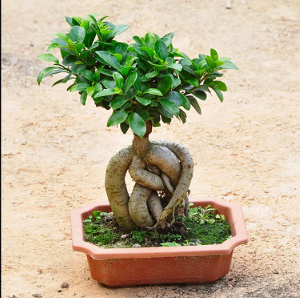 japan bonsai