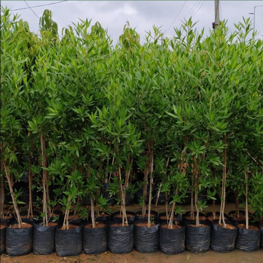 بزروميا للأسوار