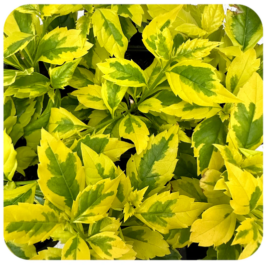 دورانتا مبرقش