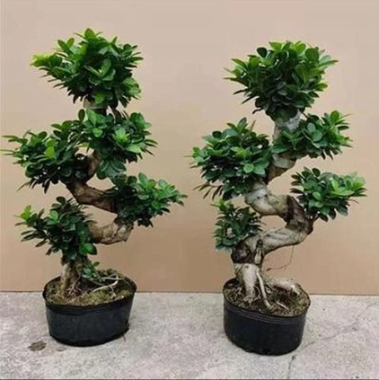 bonsai S