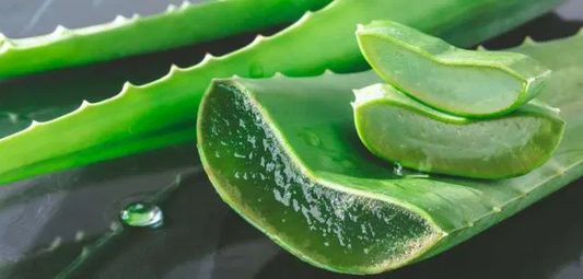 صبار الوفيرا