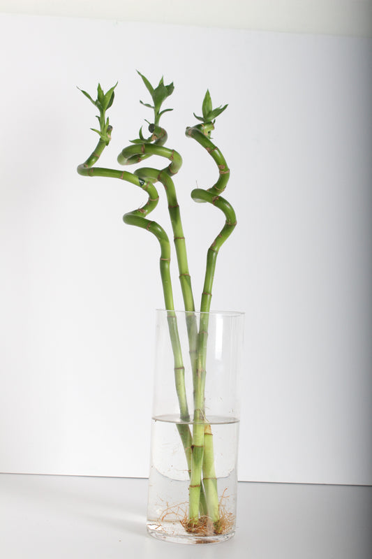 نبات البامبو