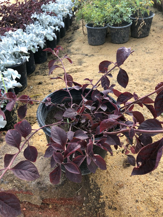 النتيرا جامبو