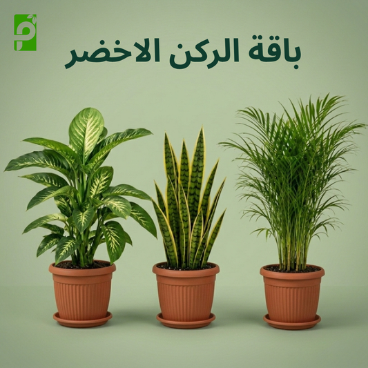 باقة الركن الأخضر (الأريكا, السنسفيريا, الديفنباخيا)