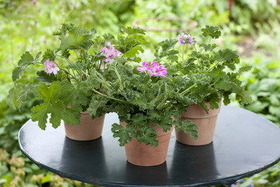 عتر بلدي ( العطر )