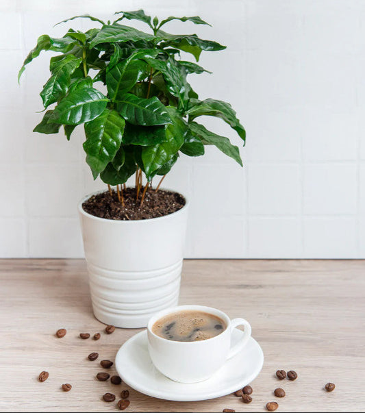 الـقــهـوة