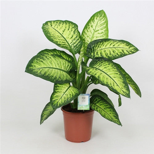 ديفنباخيا تروبيك