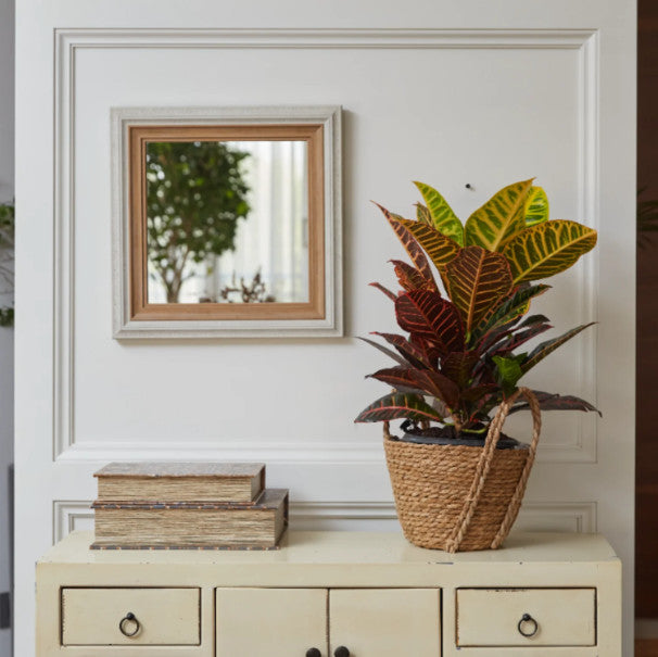 كروتن بترا اوروبي