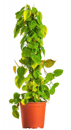 فيلودندرون امبريال