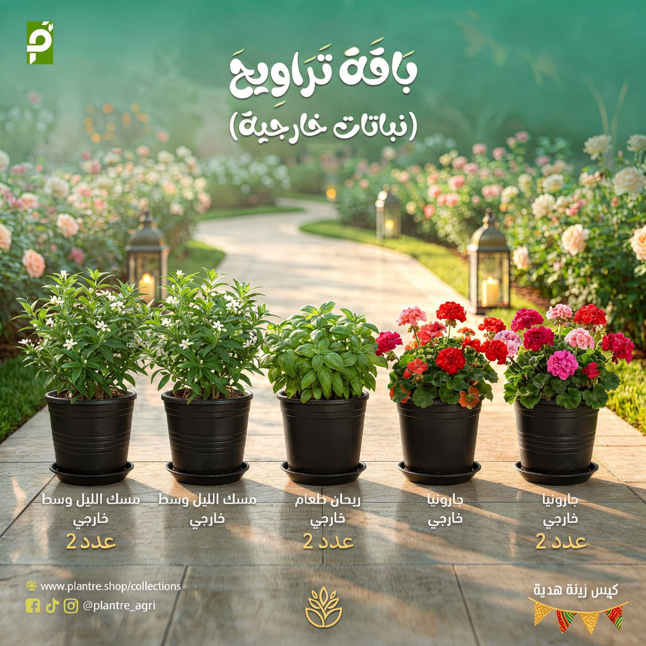 باقة تراويح