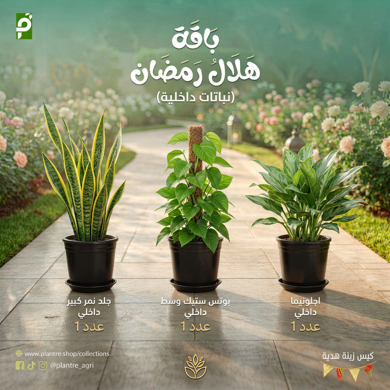 باقة هلال رمضان