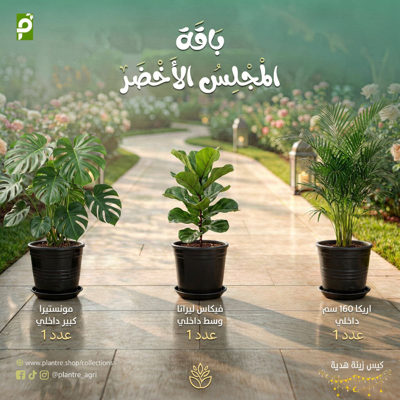 باقة المجلس الاخضر