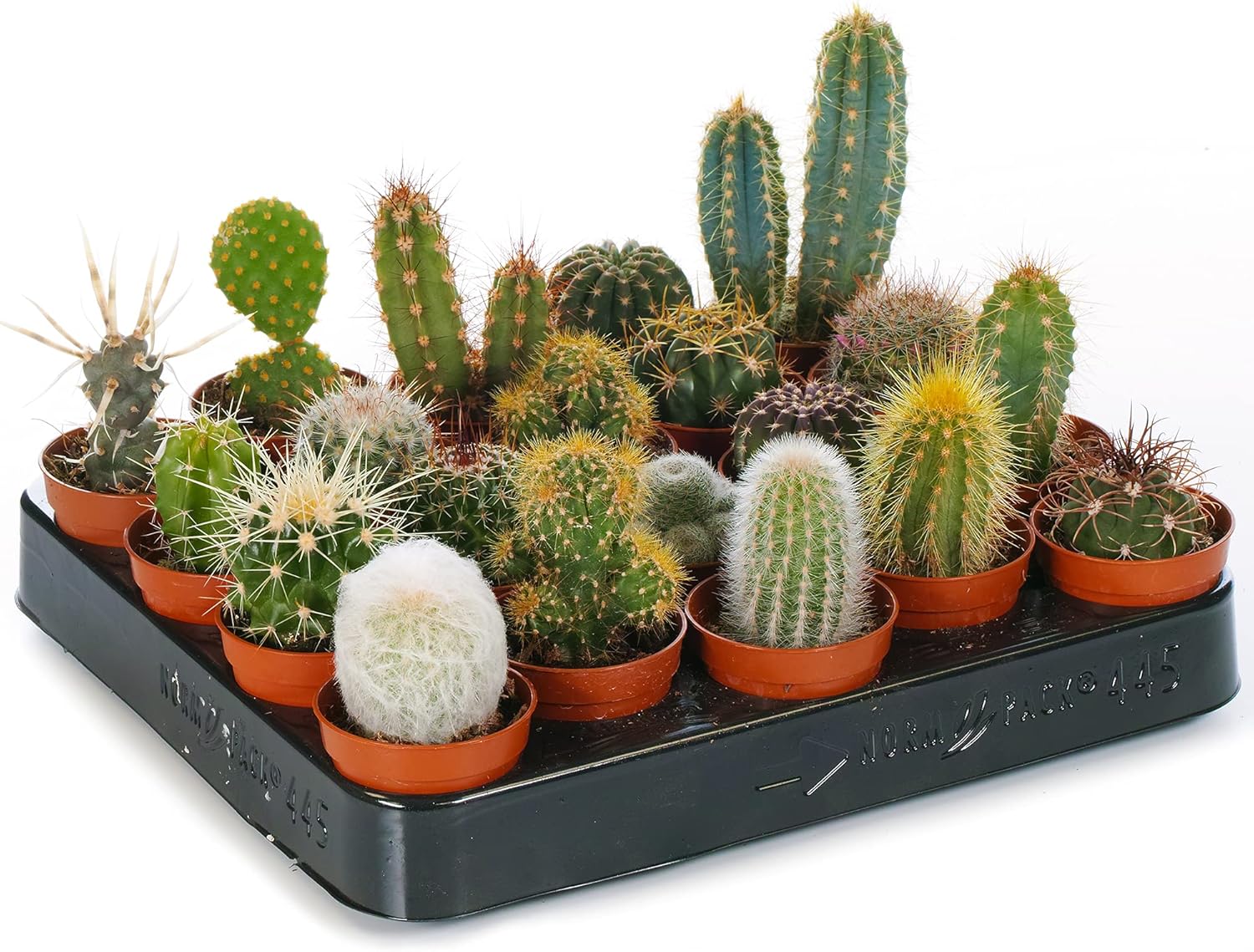 Cacti