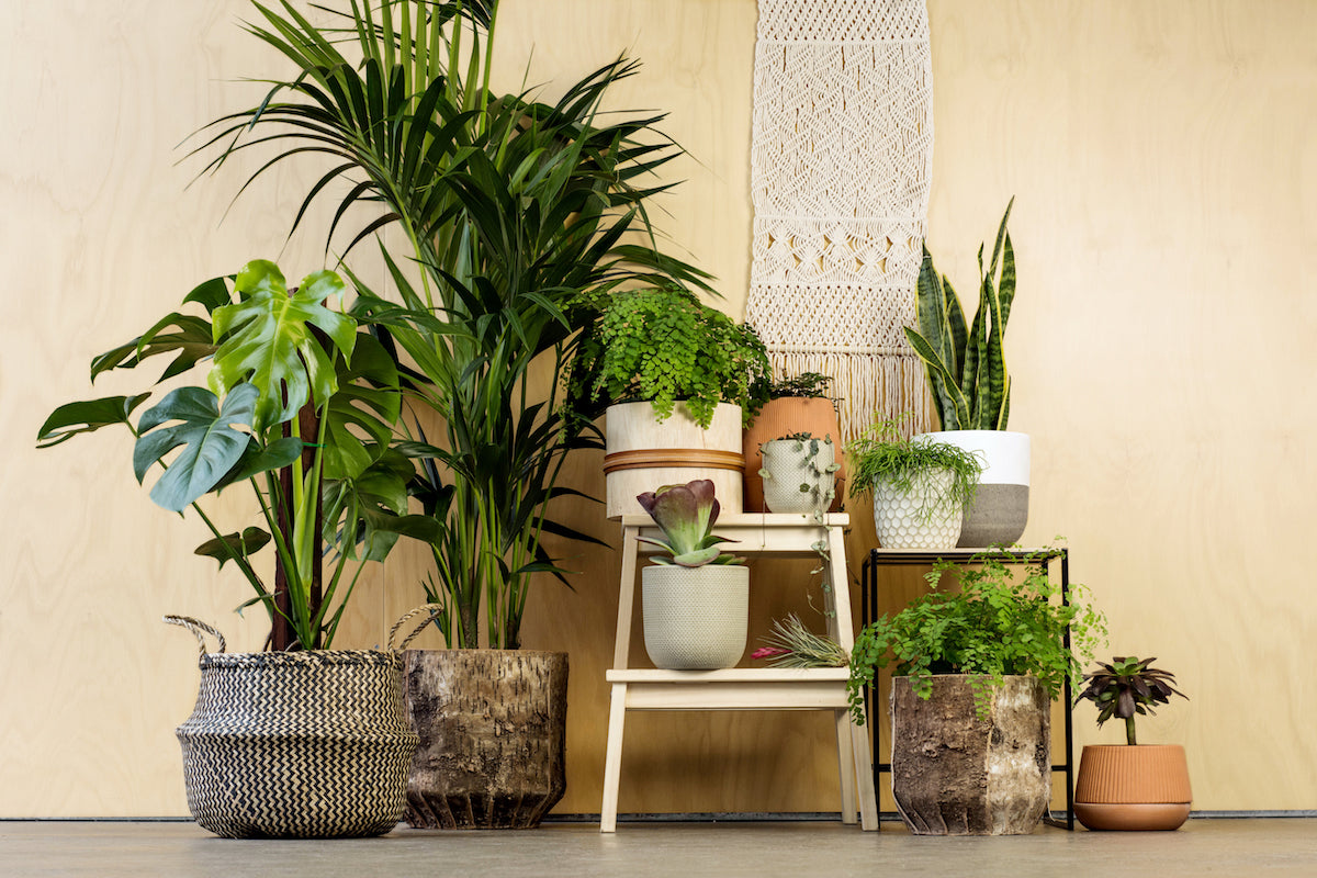 Indoor plants