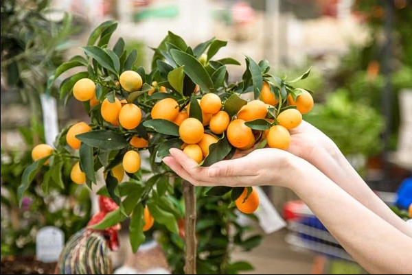 Fruit trees