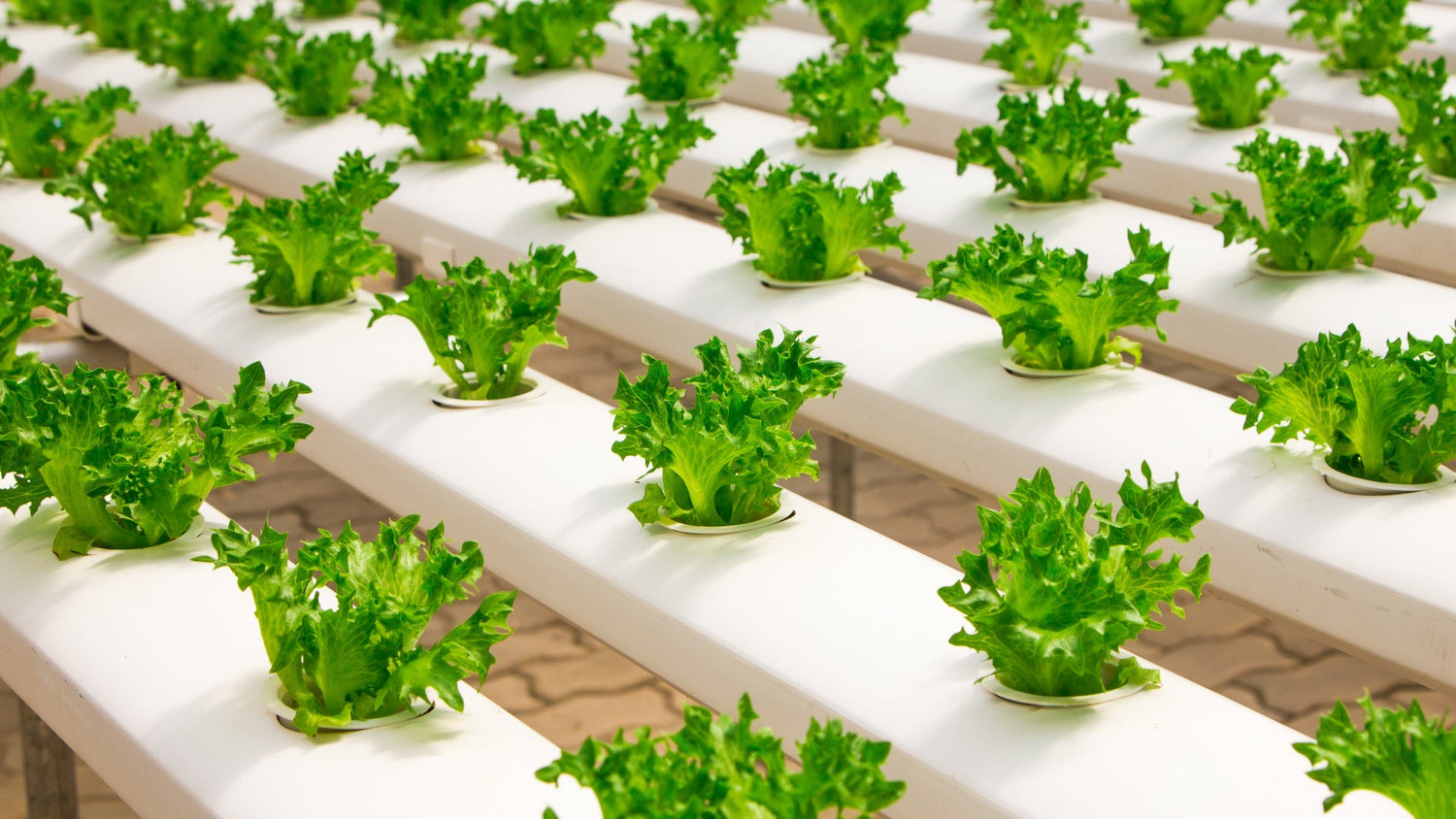 Hydroponics