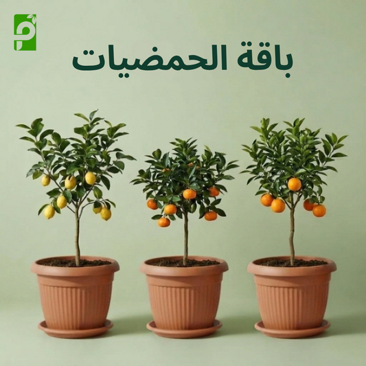 باقة الحمضيات (ليمون, يوسفي, برتقال)