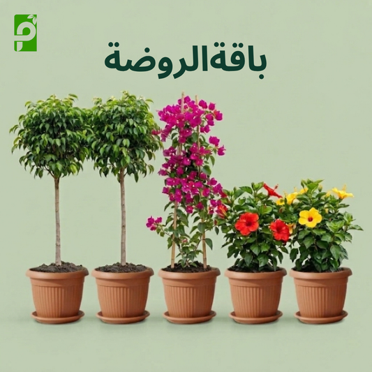 باقة الروضة (فيكس بنجامينا, جهنمية, هيبسكاس)
