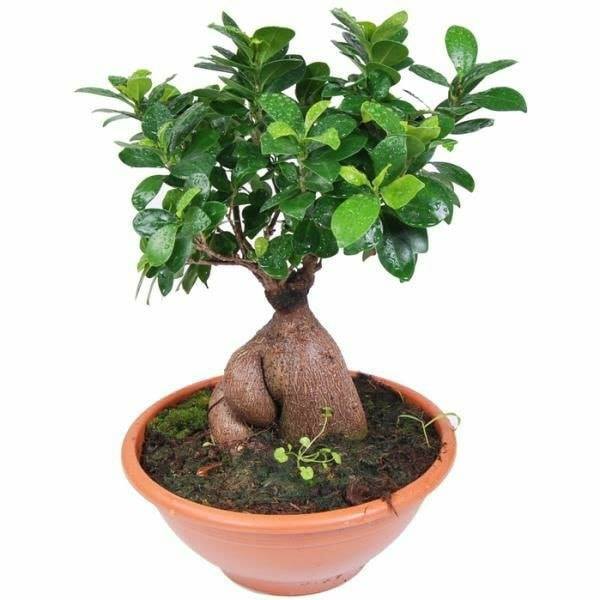japan bonsai