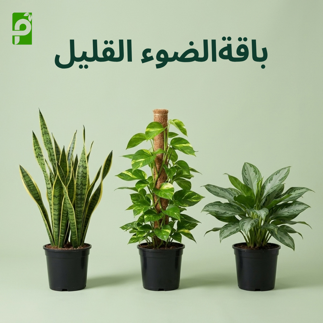 باقة الضوء القليل (جلد النمر, بوتس ستيك, أجلونيما)