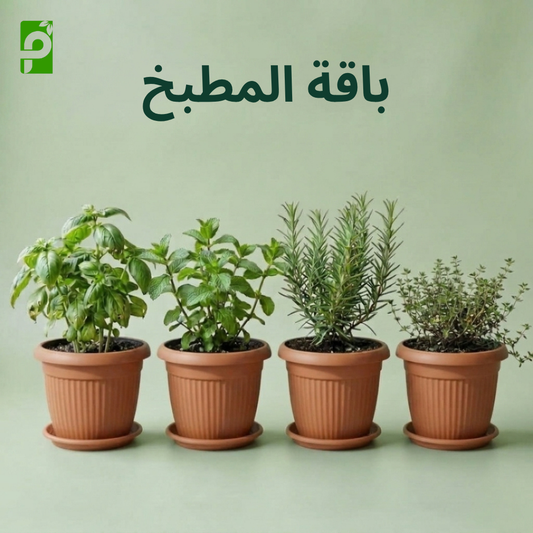 باقة المطبخ (الريحان, النعناع, روزماري, زعتر)