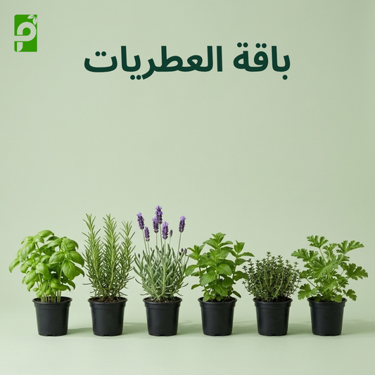 باقة العطريات (ريحان, روزماري, لافندر, نعناع, زعتر, عطر)