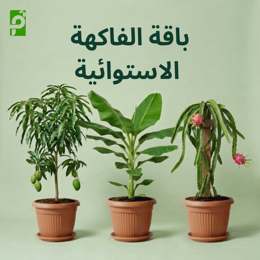 باقة الفاكهة الاستوائية (مانجو, موز, دراجون فروت)