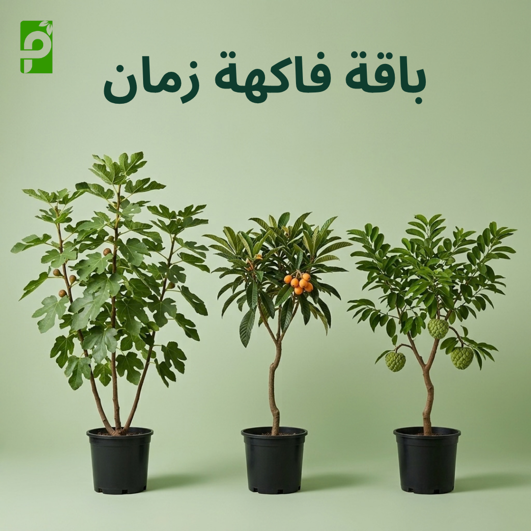 باقة فاكهة زمان (تين, بشملة, قشطة)