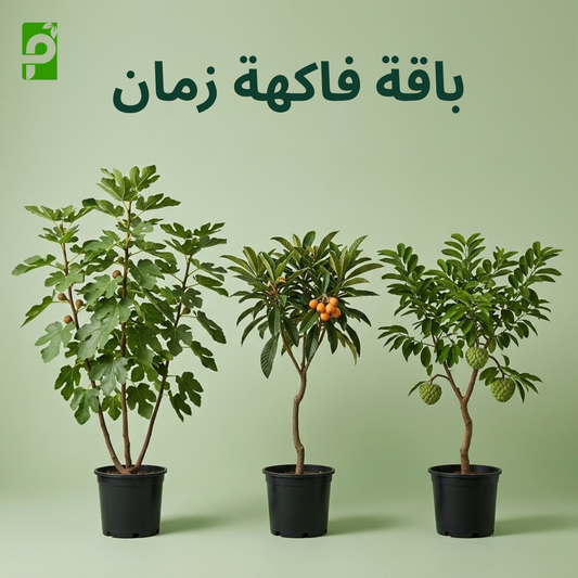باقة فاكهة زمان (تين, بشملة, قشطة)