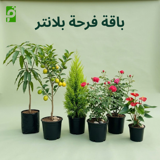 باقة فرحة بلانتر ( ليمون, مانجو, سرو ليموني, أنثوريوم, ورد )