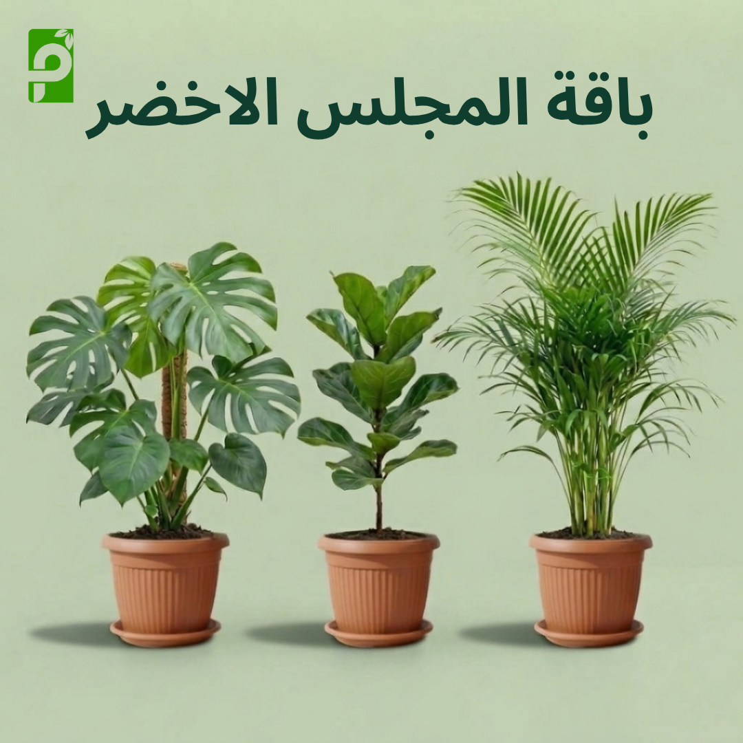 باقة المجلس الاخضر (مونستيرا, فيكس ليراتا, أريكا)