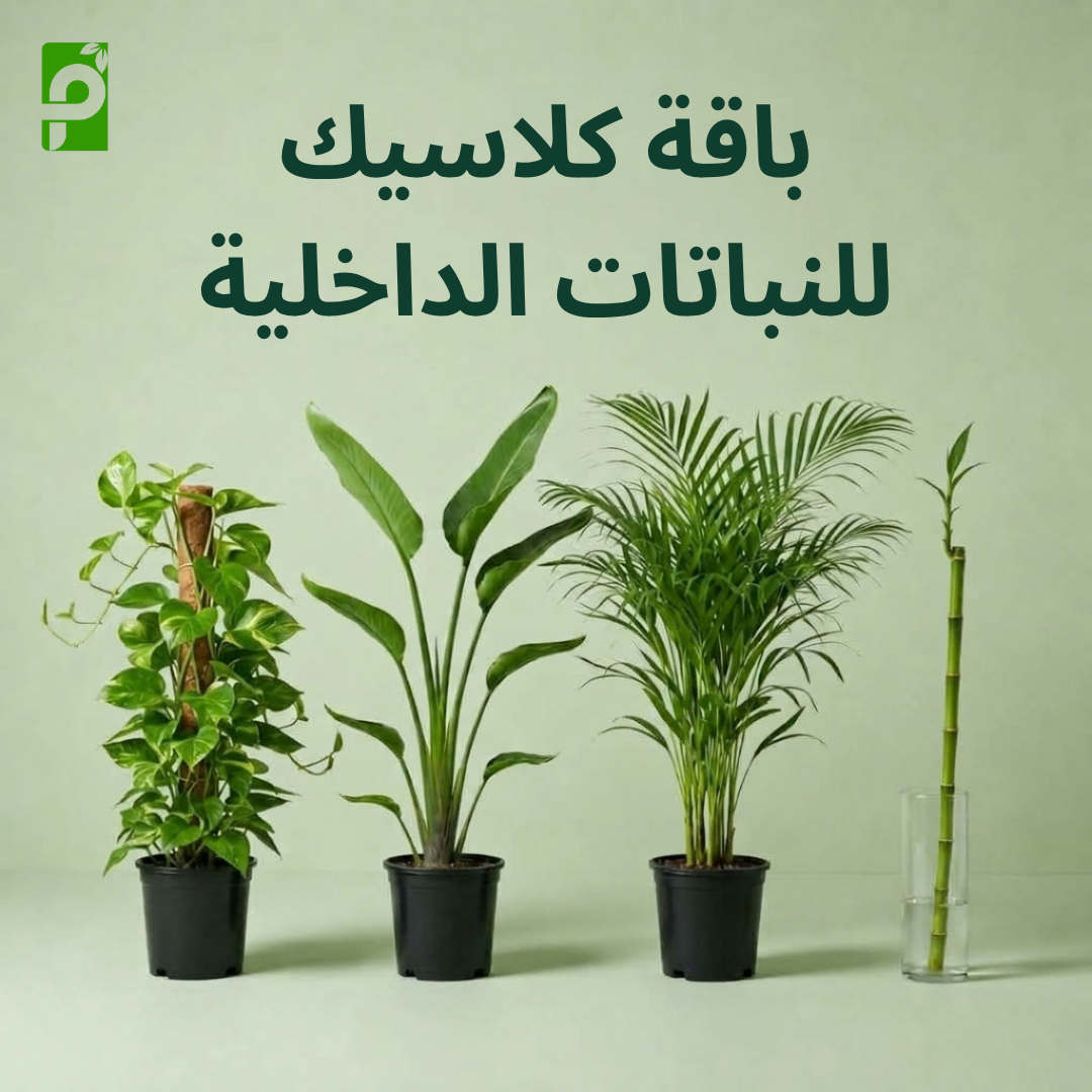باقة كلاسيك للنباتات الداخلية (بوتس, بامبو, عصفور الجنة, أريكا)