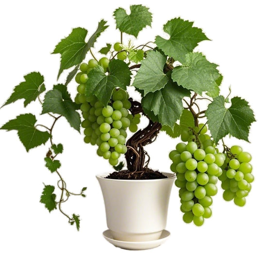 العنب